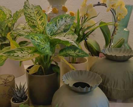 Planten